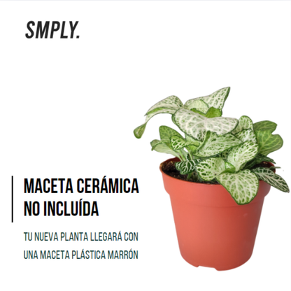 Pack De 3 Fitonias Naturales Para Interior O Exterior En Maceta Ø9 Cm_3