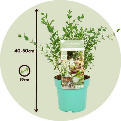 Eucalipto - Eucalyptus Parvifolia 'oliva' - Altura 40-50cm - ⌀19cm_2