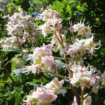 Mel de Castanha Biológico, Bona Mel 900 g