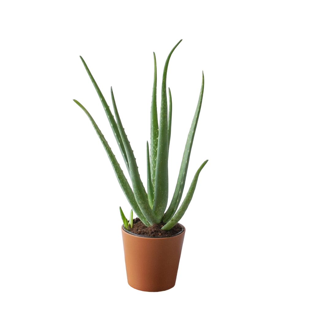 Aloe Vera Planta Natural En Maceta De 13 Cm_0