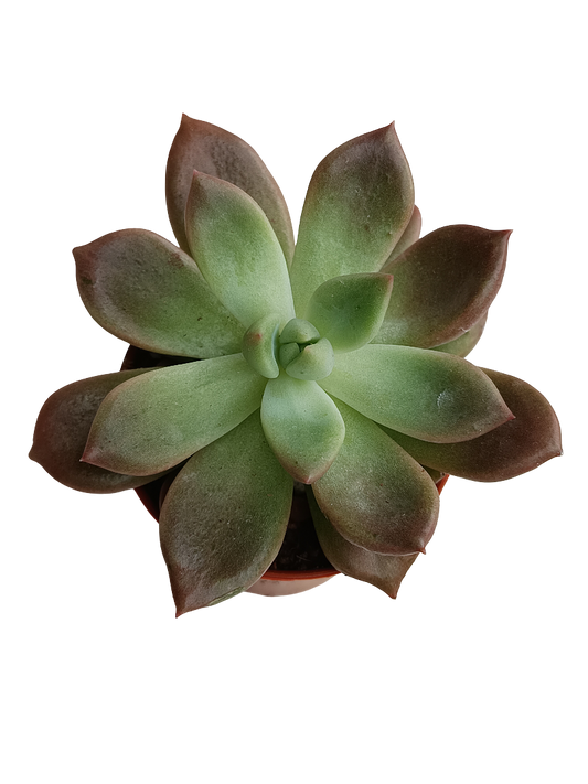 Echeveria Mira Planta Suculenta Ø5_0