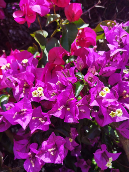 Bougainvillea Glabra (flor Morada)_1
