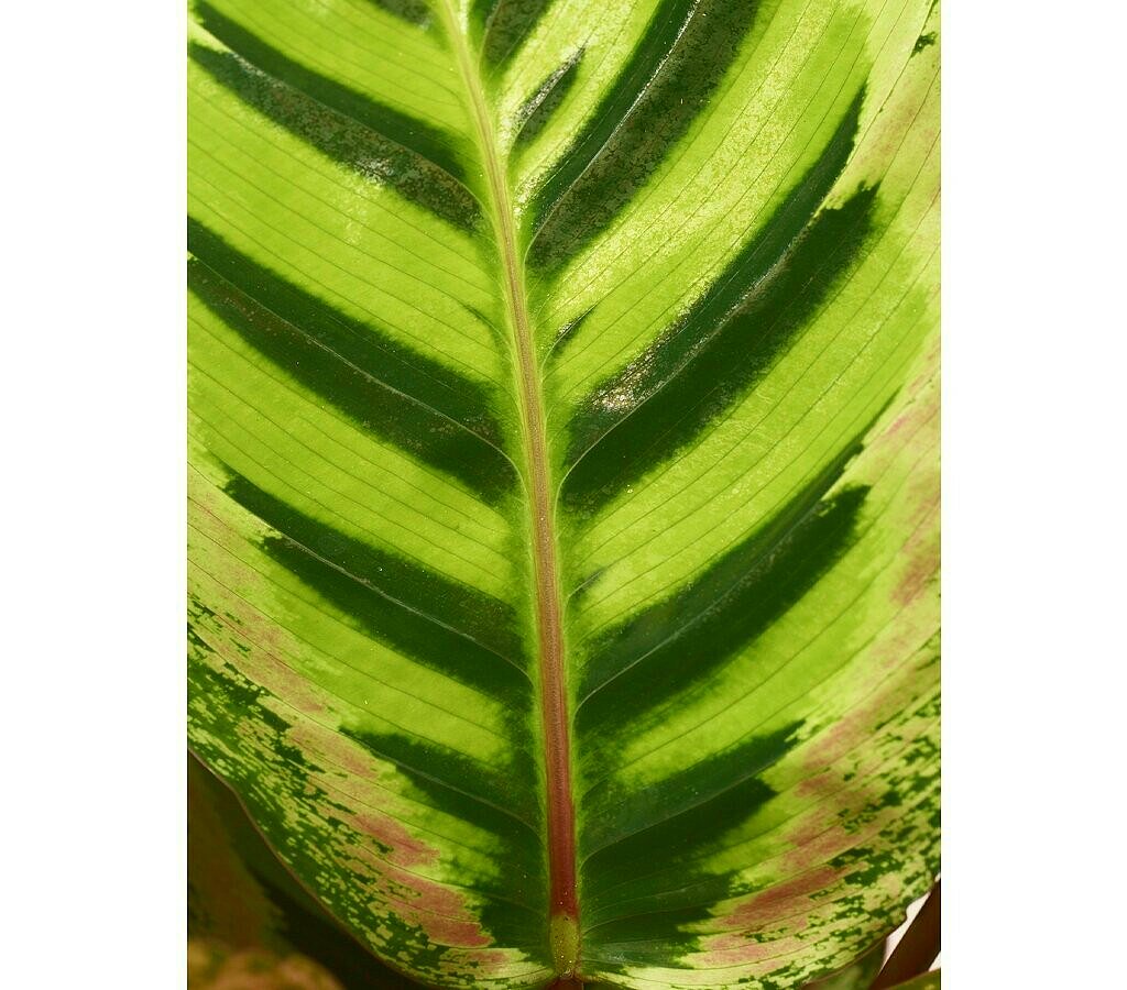 Calathea Roseopicta M19 70cm_1