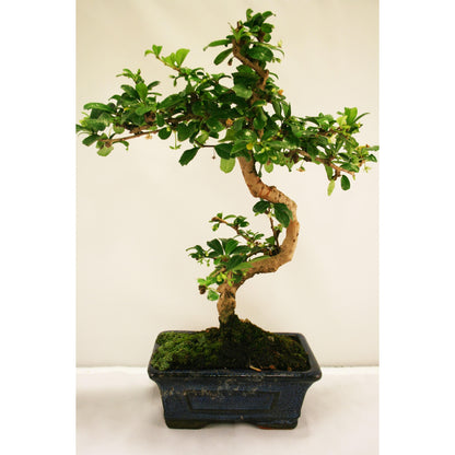 Bonsai Carmona microphylla 6 anos - CARMONA