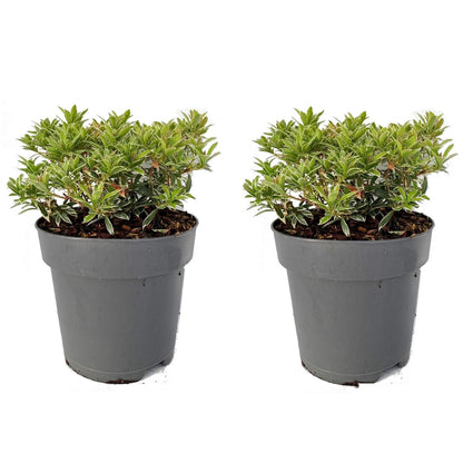 Andromeda Japonica - 2 Pzs - Pieris Japonica 'little Heath' - A25-40cm - ⌀17cm_0