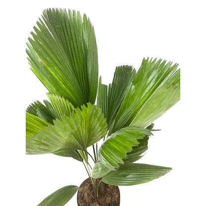 Licuala Grandis M21 60-80cm_2