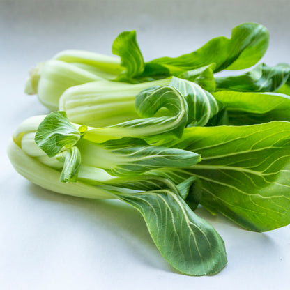 Plantón Pak Choi - PlantaBo_1