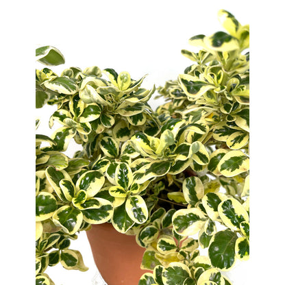Coprosma Repens Variegata M22 30cm_1