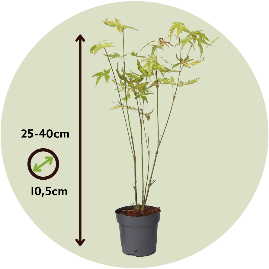 Arce Japonés - Acer Palmatum 'orange Dream' - Altura 25-40cm - ⌀105cm_2