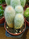 Cleistocactus Strausii Cacto Colunar Aprox. 8 Cm
