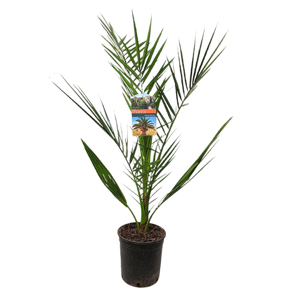 Phoenix Canariensis M15_0