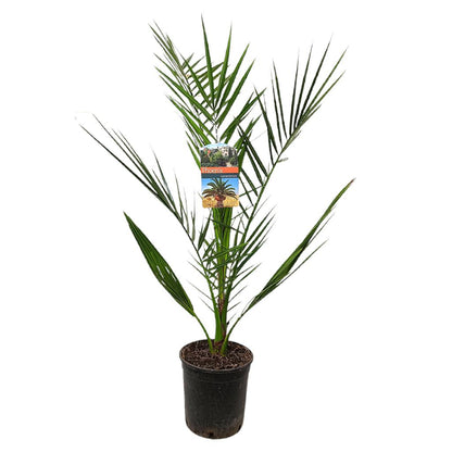 Phoenix Canariensis M15_0