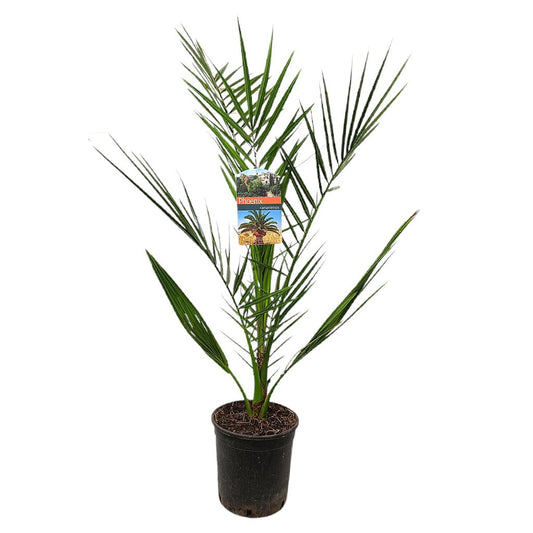 Phoenix Canariensis M15_0
