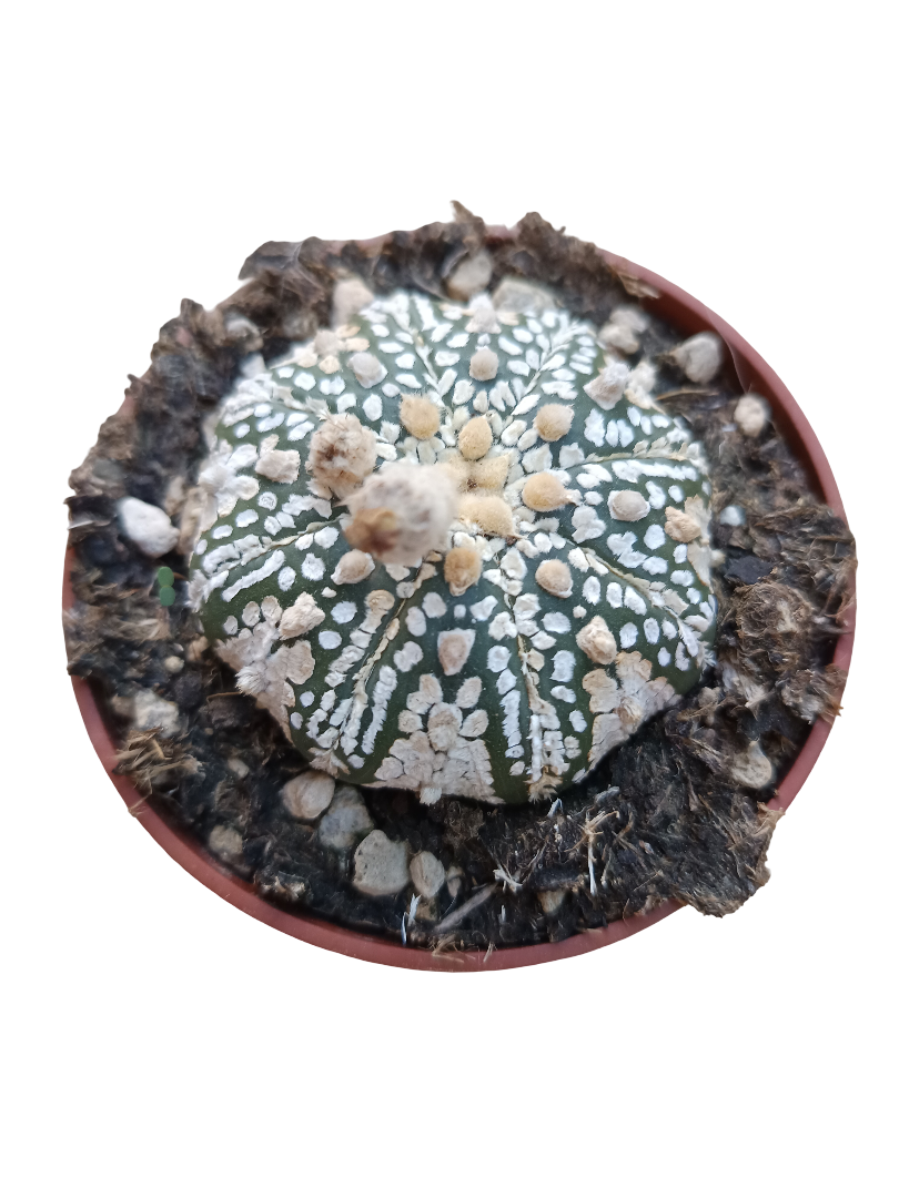 Astrophytum Asterias Superkabuto Planta Cactus Ø8_0