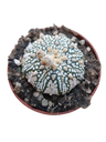 Astrophytum Asterias Superkabuto Planta Cactus Ø8