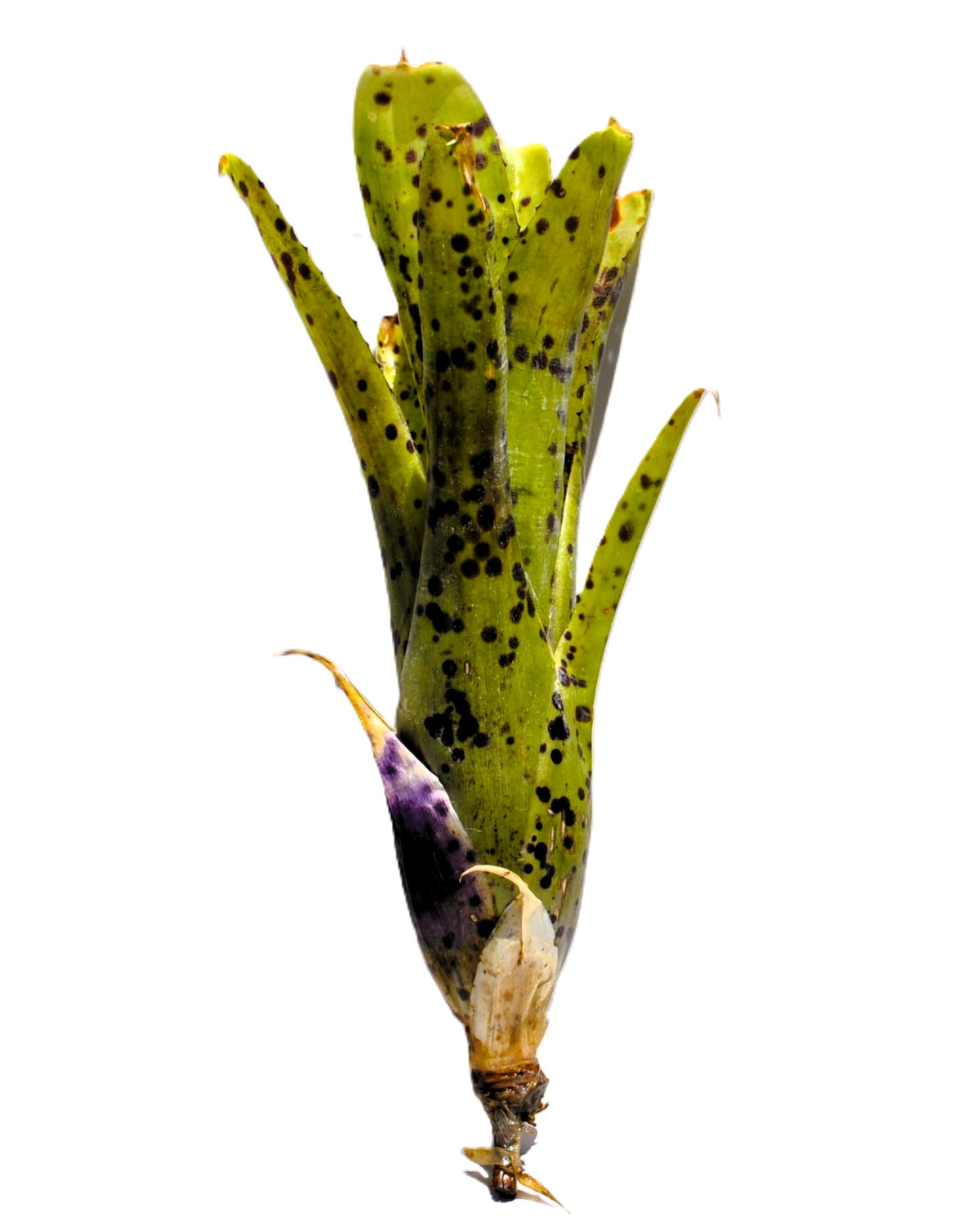 Neoregelia 'Anteia', Bromelia punteada, Curiosarium, Altura 22 cm, Diámetro 15 cm_0