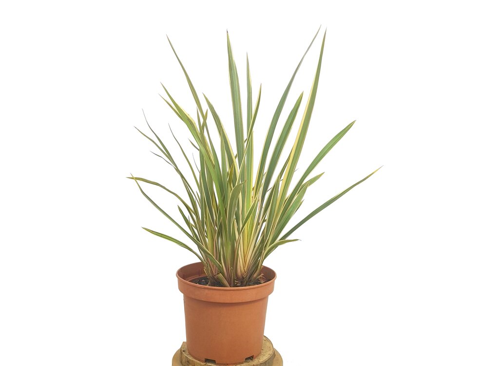Phormium Tenax Variegata M22 50cm_0