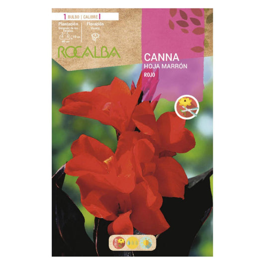 Bolbo de Canna folha castanha vermelha 1 unidade (I)