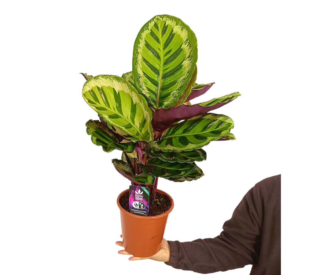 Calathea Roseopicta M19 70cm_0