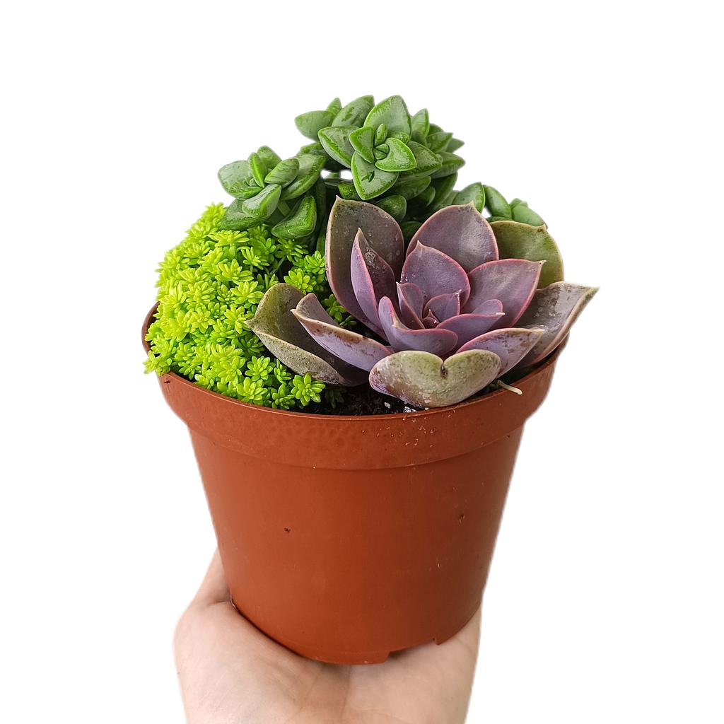 Suculenta Mix M12_0