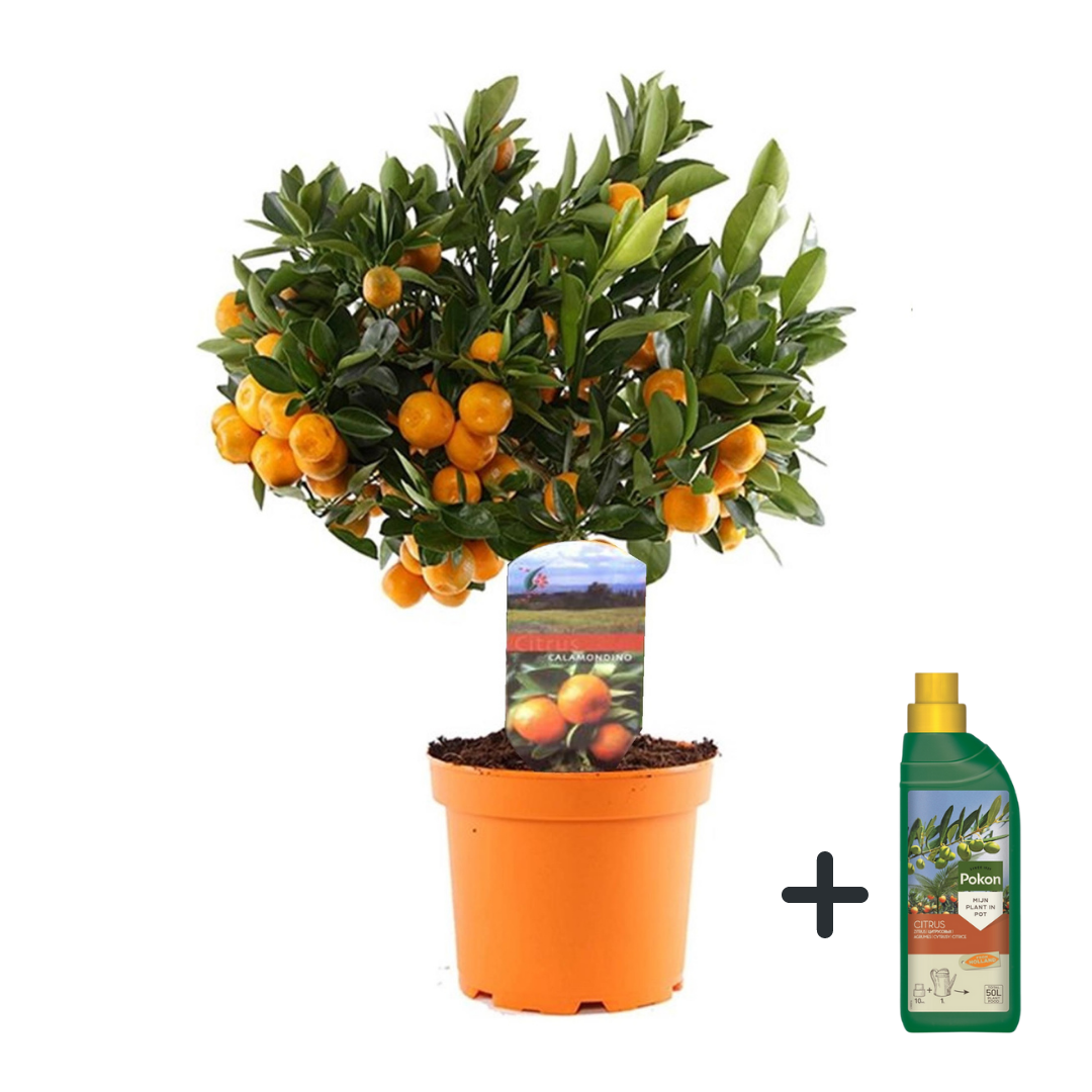 Naranjita De San José - Citrus Microcarpa 'calamondin' - Altura 35-40cm - ⌀14cm_0