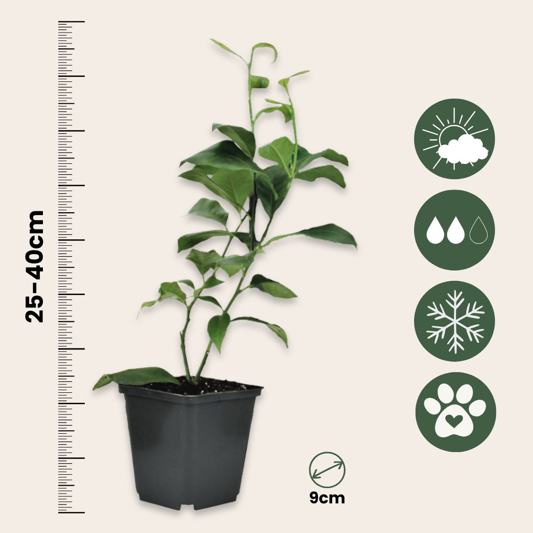 Mezcla De Árboles Frutales - 6 Pzs - Citrus Limon - Altura 25-40cm - ⌀9cm_2