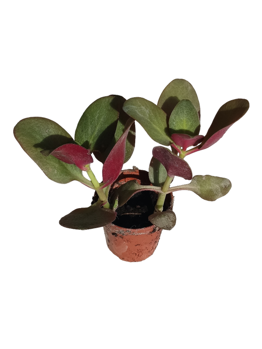 Crassula Purple Dragon Planta Suculenta  Ø 5 Cms_0