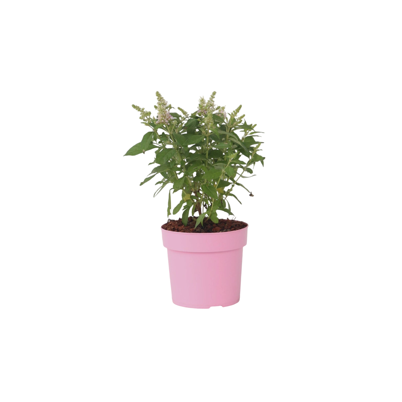 Budleia - Buddleja Davidii 'candy' - Altura 30-40cm - ⌀19cm_0