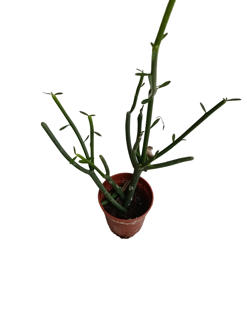 Euphorbia Tirucalli Verde Planta Suculenta Ø5_0