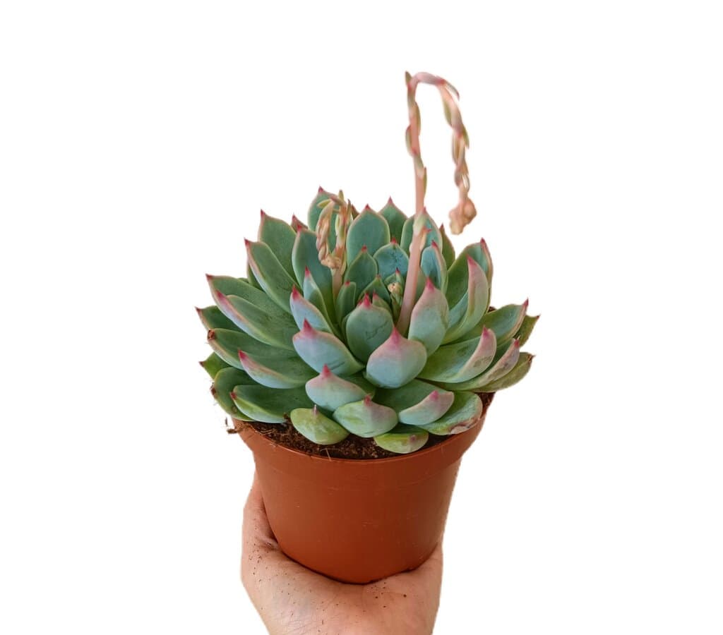Echeveria Lindsayana M13_0
