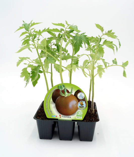 Pack Plantones Tomate Negro 6 Ud. Natural - Fitoralia_0