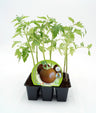 Pack Plantões De Tomate Negro 6 Un. Natural - Fitoralia