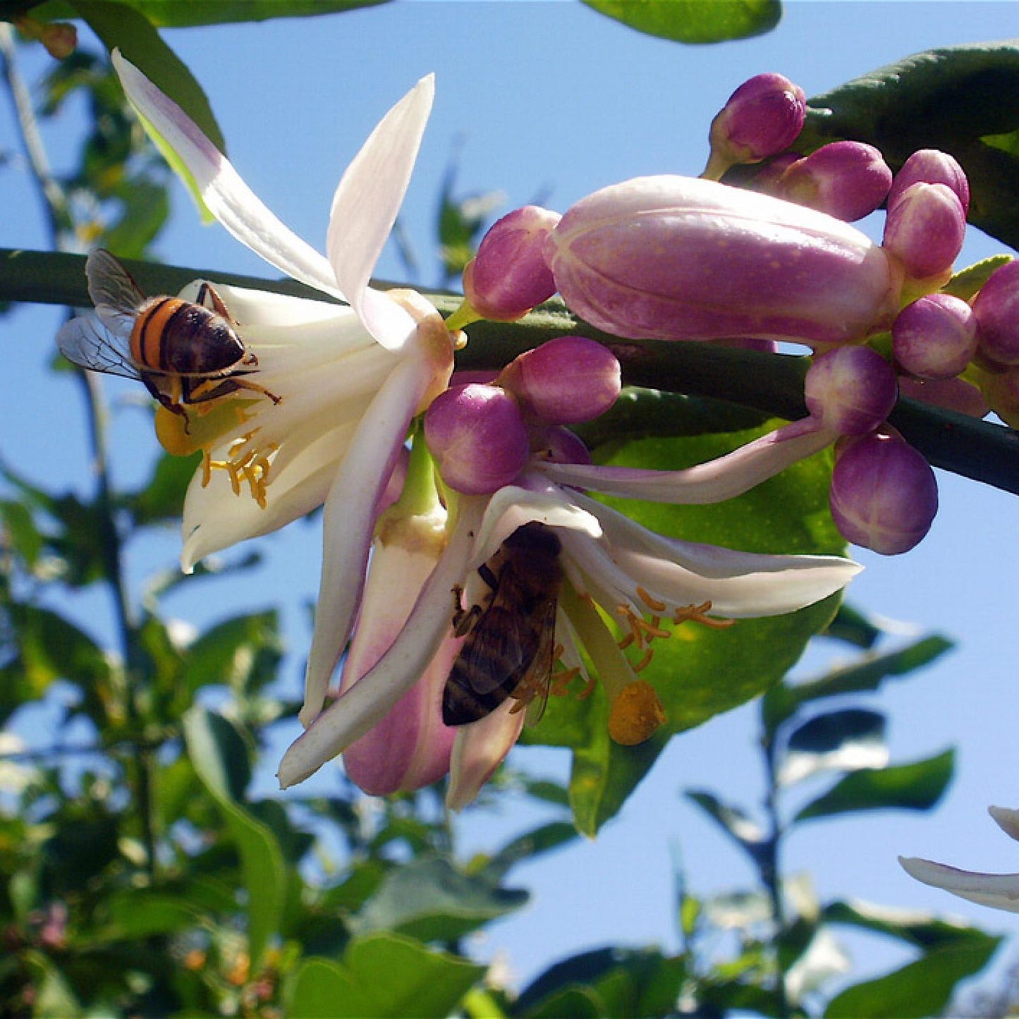 Mel de Limão Biológico, Bona Mel 900 g