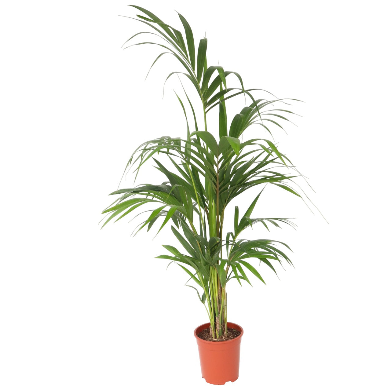 Palma Kentia - Howea Forsteriana - Altura 130-140cm - ⌀21cm_0