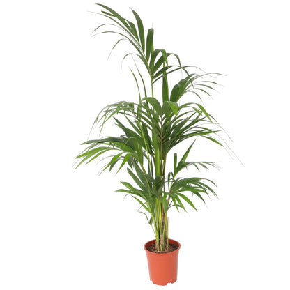 Palma Kentia - Howea Forsteriana - Altura 130-140cm - ⌀21cm_0