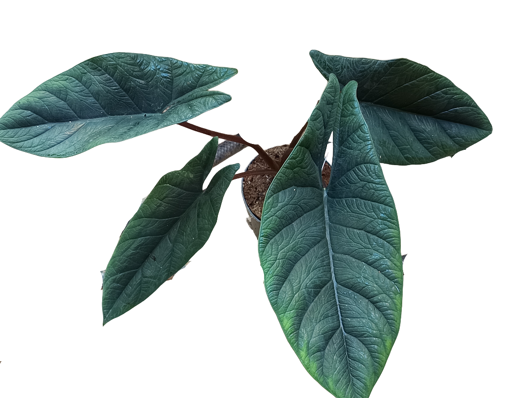 Alocasia Scalprum Planta De Interior  Ø14_0