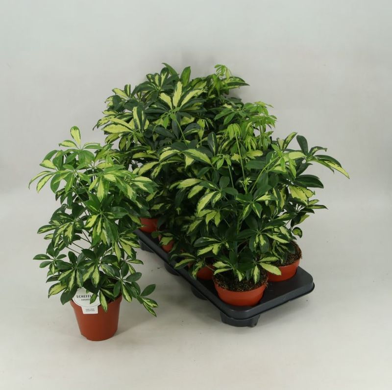 Schefflera Gerda Planta Interior 45 Cms_0