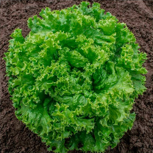 Semillas Lechuga Rizada Lollo Bionda Ecológicas_0