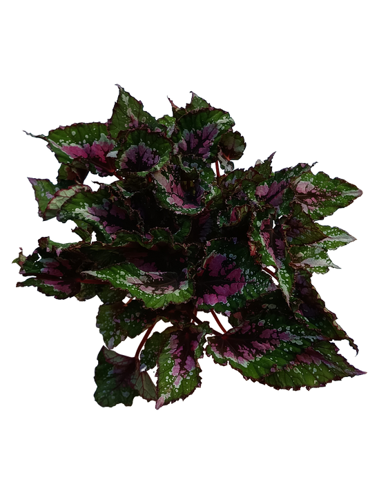 Begonia ALASKA CREEK Planta de interior Ø12 altura aprox. 22 cm_0