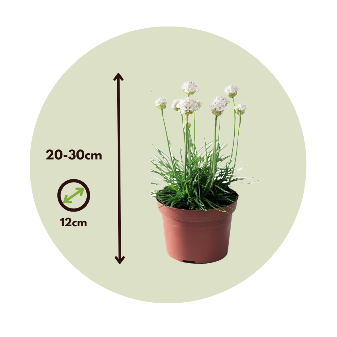 Clavel De Playas - 6 Pzs - Armeria Maritima 'deep White' - A20-30cm - ⌀12cm_2