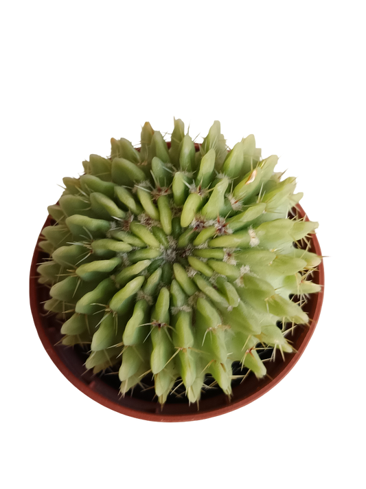 Cactus Echinopsis Oxygona Planta Ø5_0