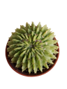 Cacto Echinopsis Oxygona Planta Ø5