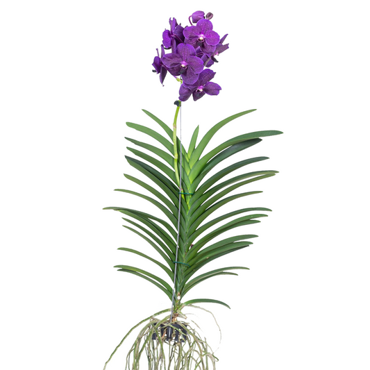 Orquídea Vanda - Vanda 'velvet Blackberry' - Altura 80-90cm_0