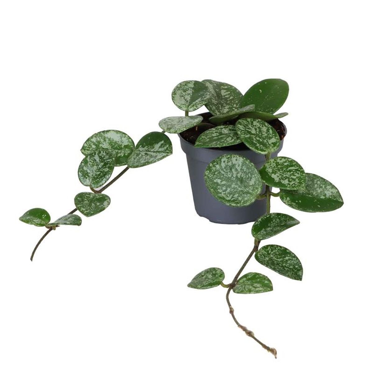 Hoya Matilde Splash Planta Suculenta Colgante Flor De Cera Ø6_0