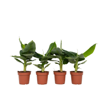 Plátano Enano - 4 Pzs - Musa 'oriental Dwarf' - Altura 25-40cm - ⌀12cm_0
