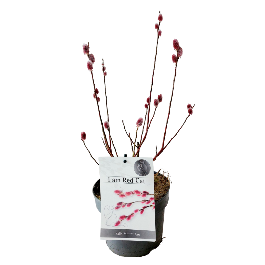 Sauce Arbustivo - Salix Gracilistyla 'mount Aso' - Altura 40-50cm - ⌀17cm_0
