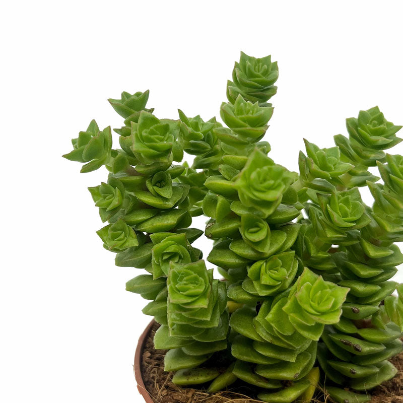 Crassula Green Pagoda Cactus Y Suculentas M8,5 cm Ø_2
