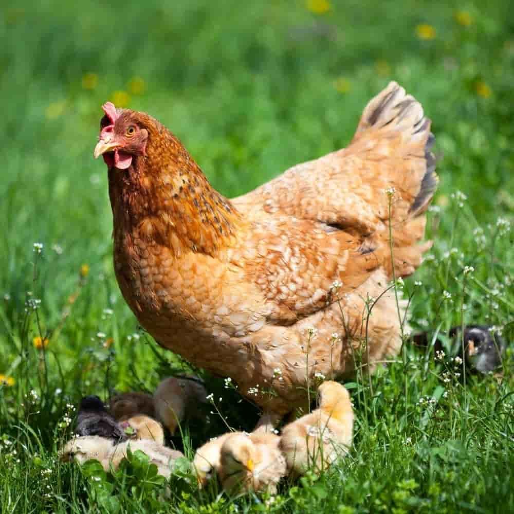 Comida Para Pájaros Silvestres 25kg - Alimento Para Aves Silvestres_2