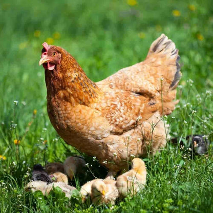 Comida Para Pájaros Silvestres 25kg - Alimento Para Aves Silvestres_2