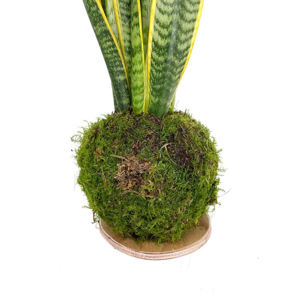 Kokedama Sansevieria 70cm_2